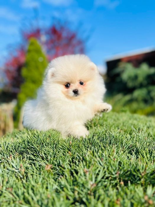Pomeranian Spitz mini