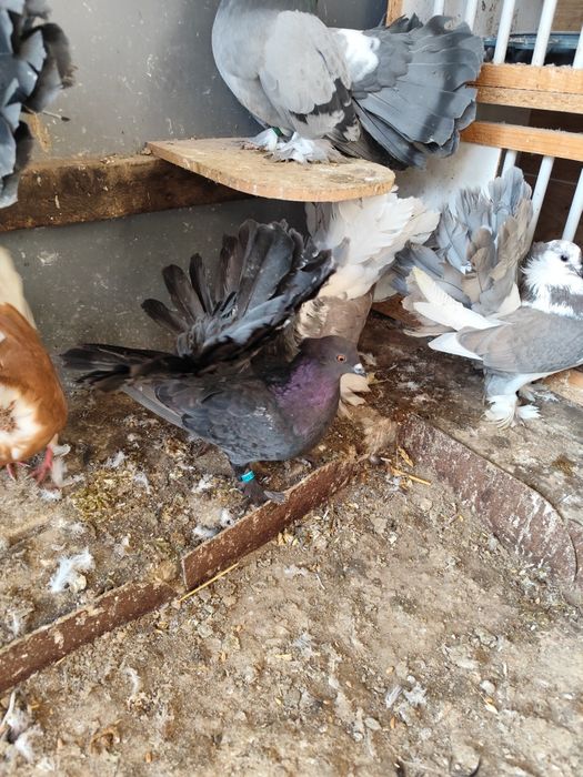 Voltat Indian linia mare