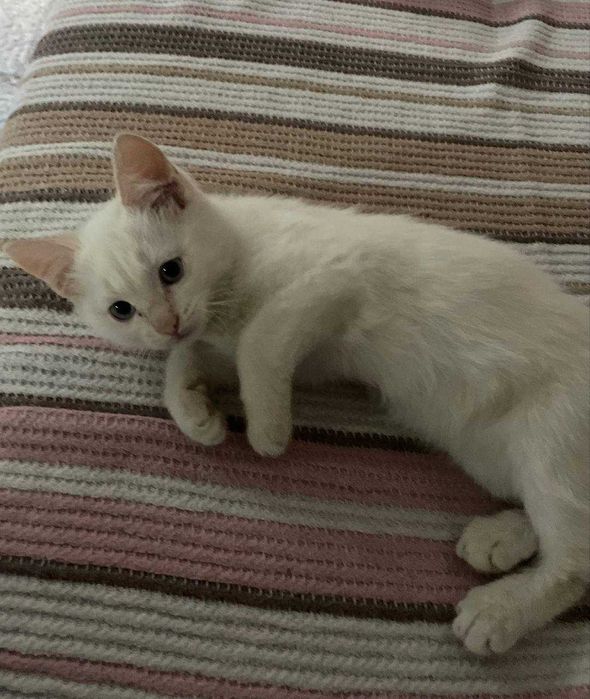 котята 3 месяца девочки