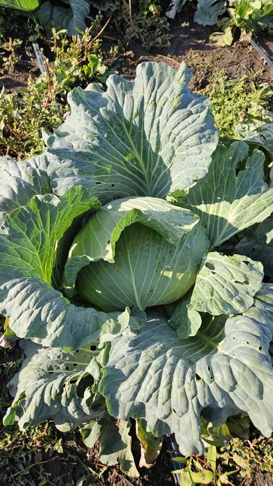 Varza plata si varza rotundă preț pe duba