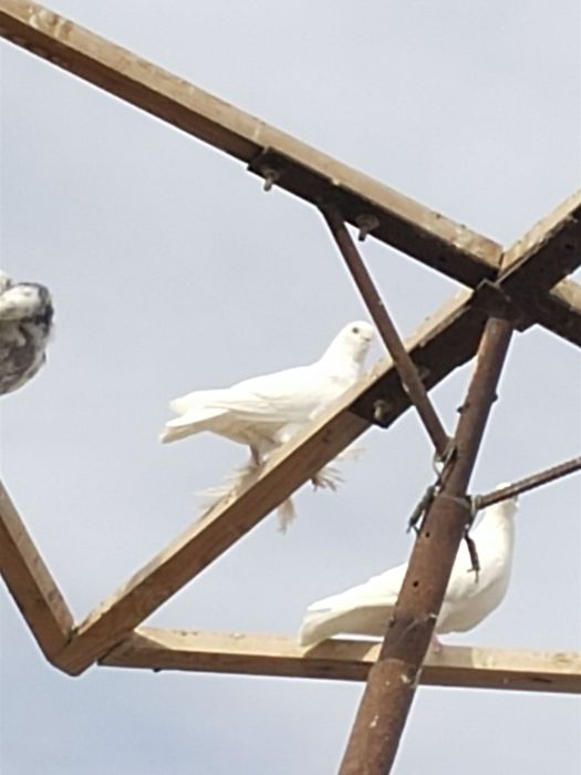 Kabutarlar to'y va marosimlar uchun