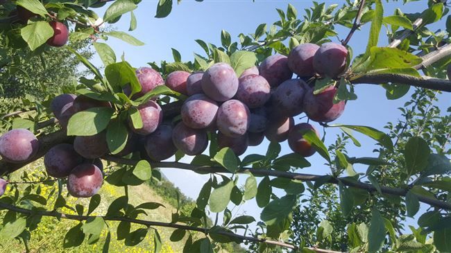 Продам саженцы сливы