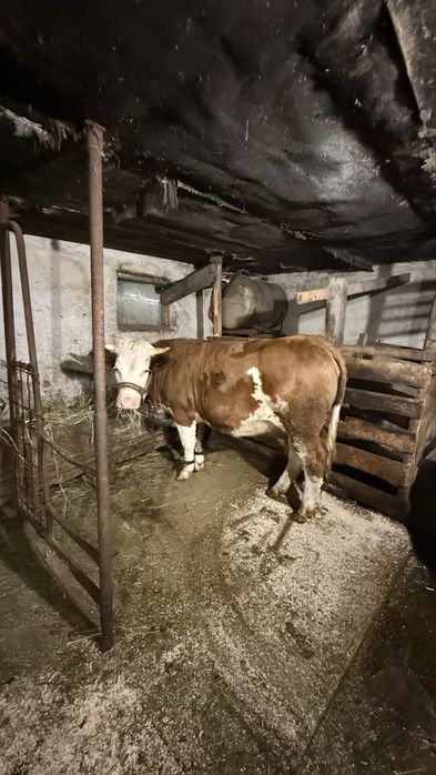 Junica gestanta in 5 luni