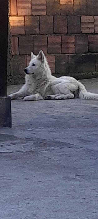 Швейцарска бяла овчарка