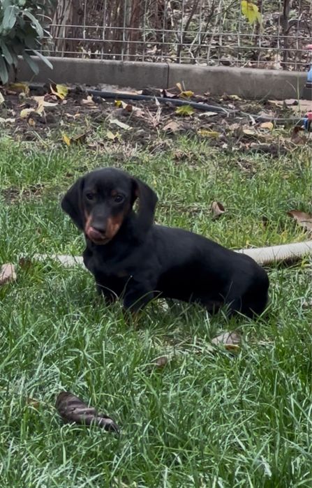 Teckel mascul negru cu pete de foc