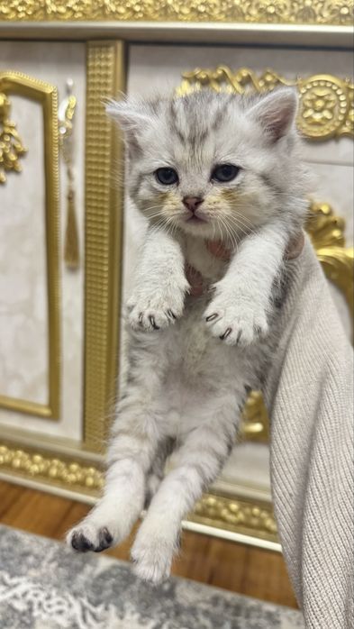 Arzonga seribristiy quloqchasi qaytgan shinshilla mushukchalar