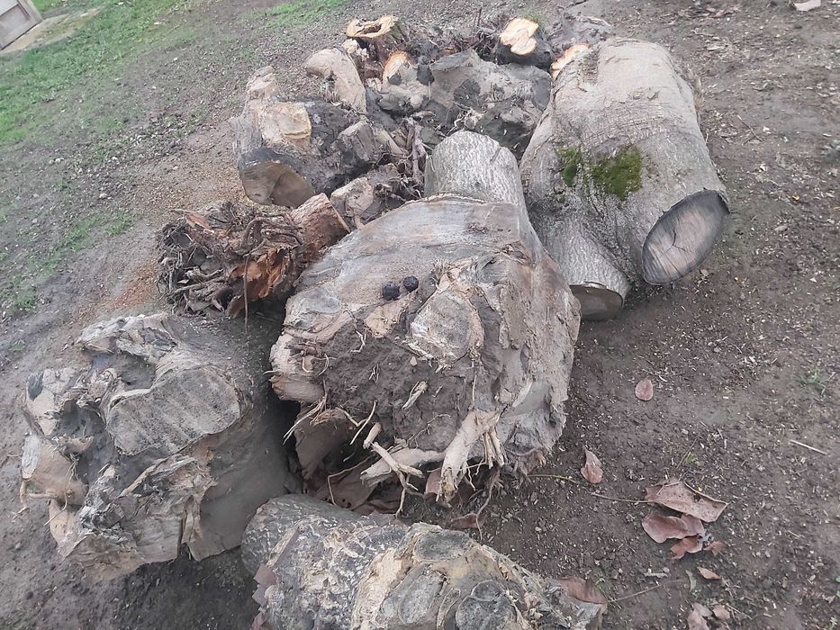 Lemn de foc ( radacini mari)