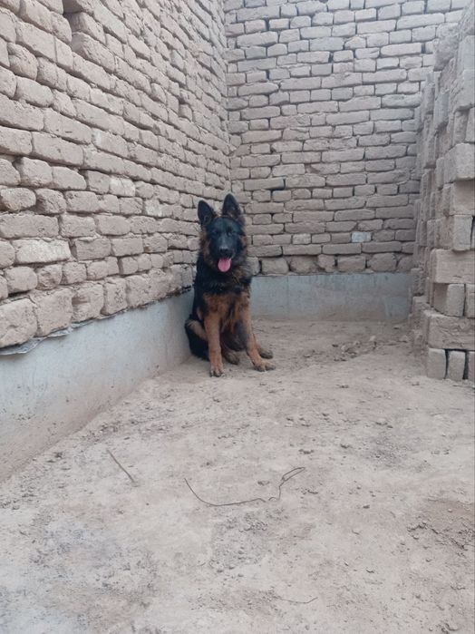 Немис афчаркаси сотилади жинси ургочи