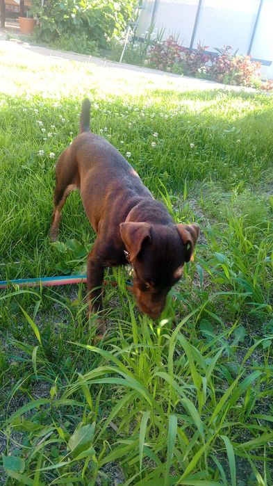 Продается коричневый ягдтерьр