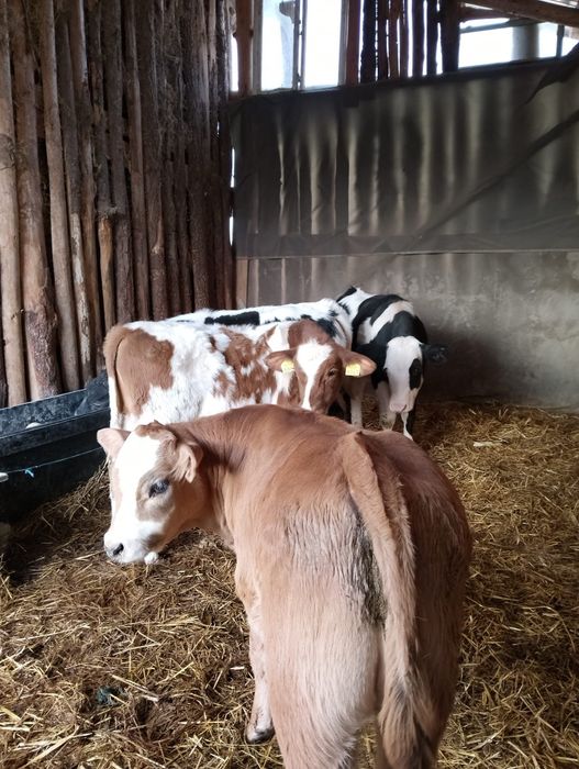 Vând 3 tăurași și o vițea