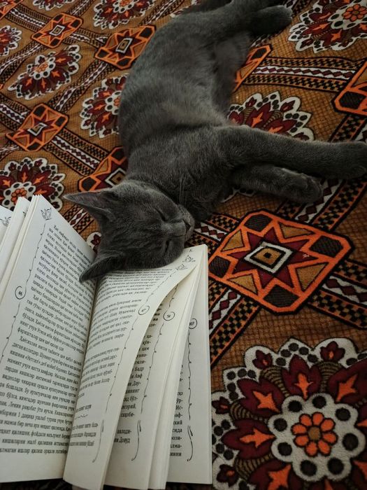 Кошка скотиш страйт