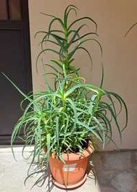 Продавам растение Алое (Aloe Аrborescens) в саксия