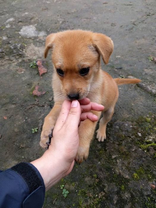 Vând sau donez căței nu sunt de rasă dar sunt iubitori