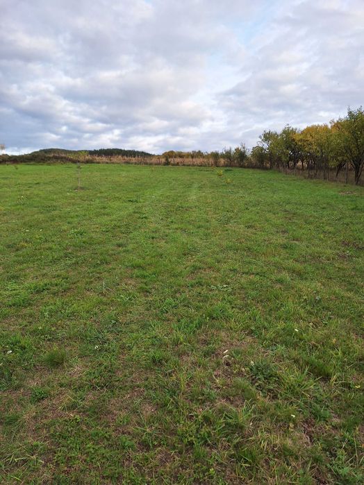 Teren intravilan 1435 mp Ortelec