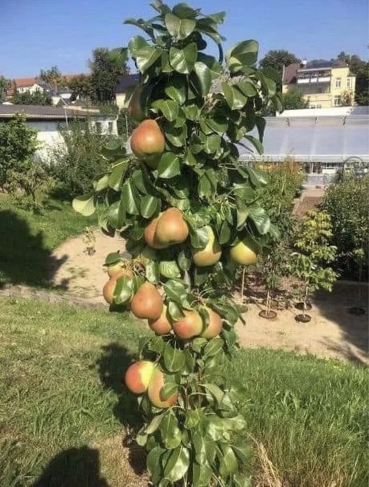 Pomi columnari direct pe rod