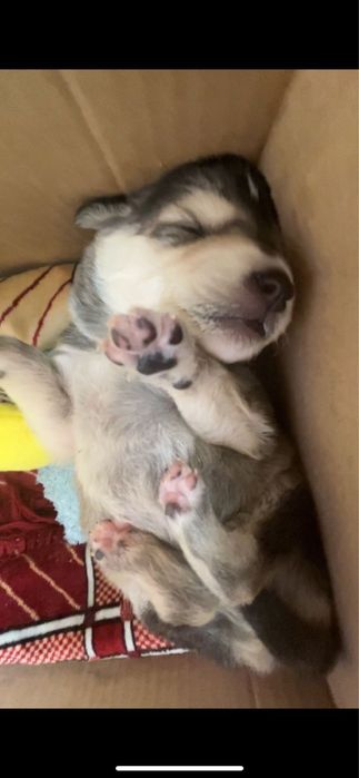 Отдадим щеночка в хорошие руки