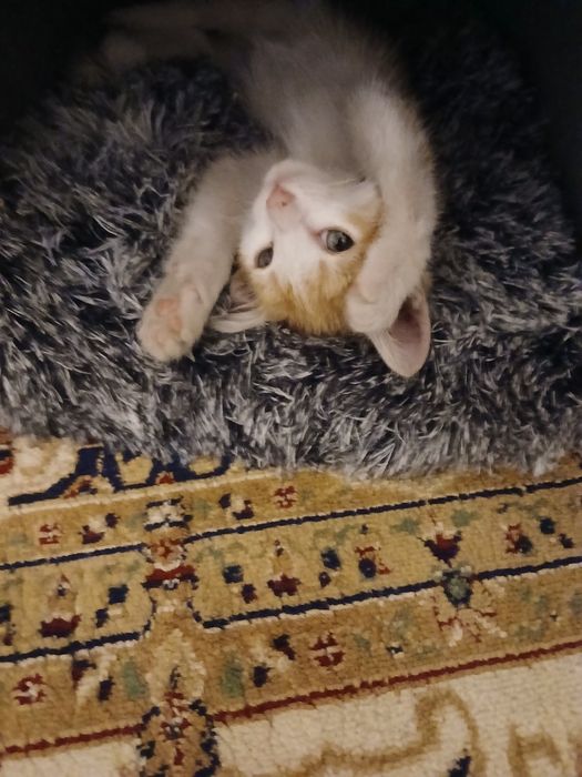 Отдам котенка в хорошие руки