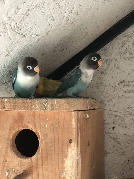 Papagali agapornis pui si maturi