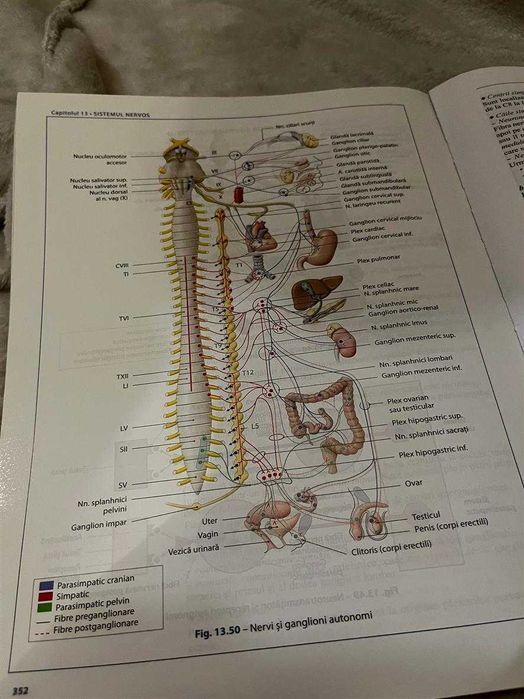 Bazele Anatomiei, Pierre Kamina