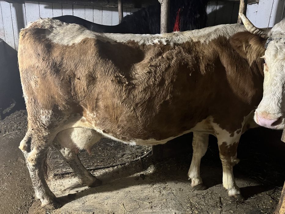 Vand vacă de lapte, cu tot cu vițel.