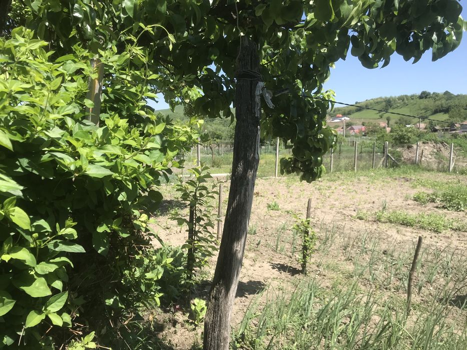 Casa de vanzare | DIRECT PROPRIETAR | ultracentral | Zau de Campie