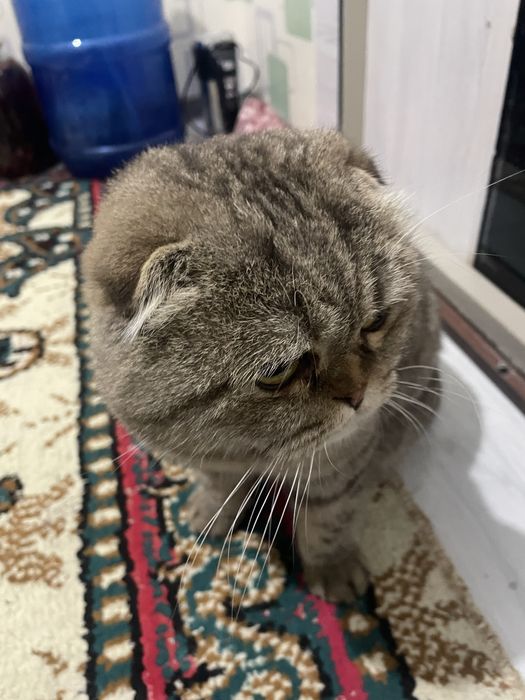 Skottish fold jigarrang laqabi yuq srochno sotiladi Navoi