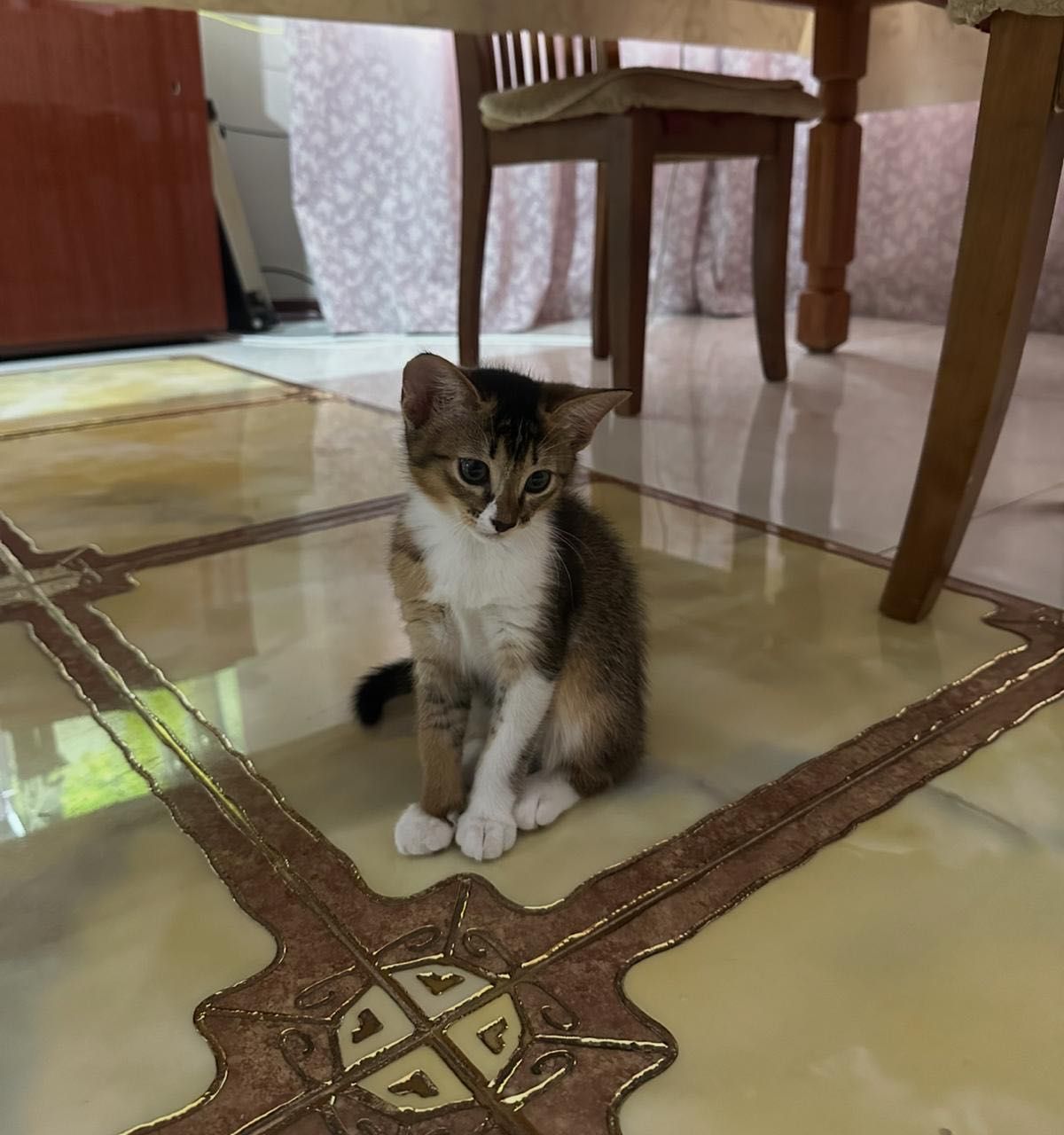 Продаем котенка Чаузи