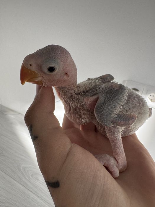 Papagali Marele Alexandru Preche