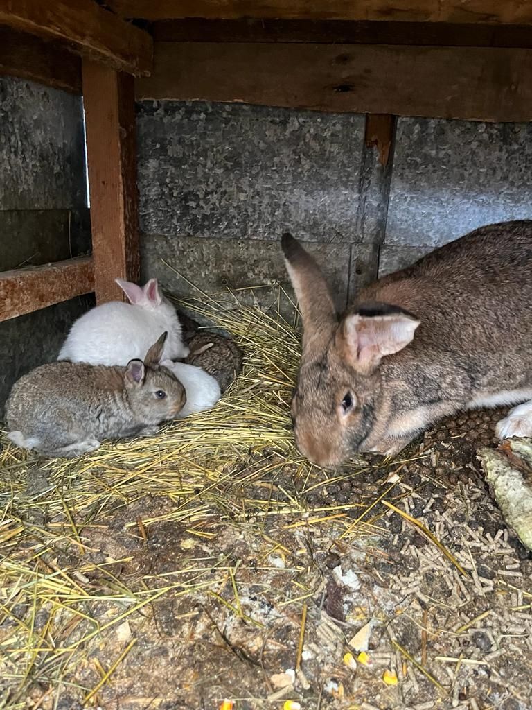 Vând iepuri femele u pui 7,  8,  9  la cîte o  femelă