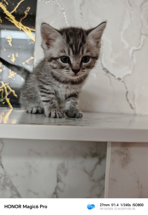 Продам милых котят