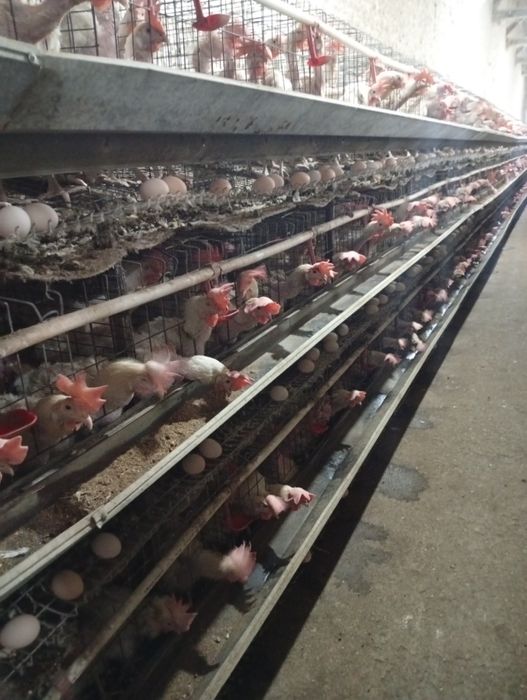 8-9 ойлик ваксиналари килинган товуклар сотилади