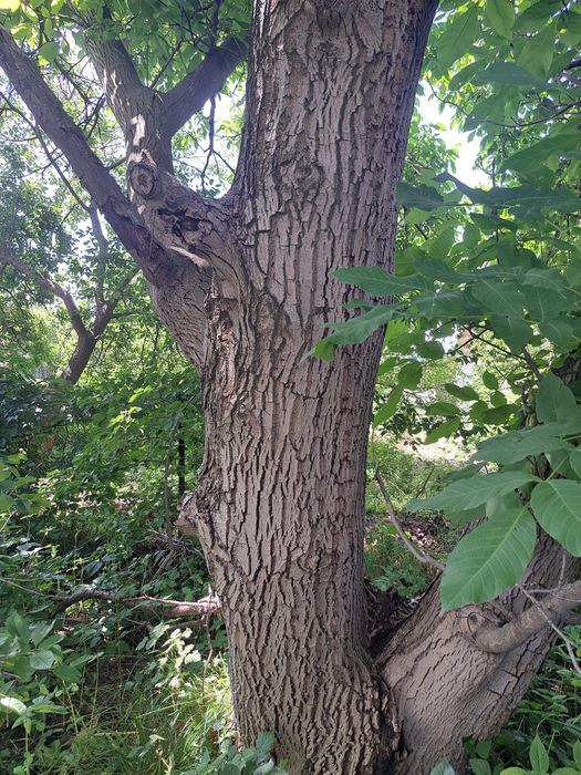 Продам дерево ореха .самоспил