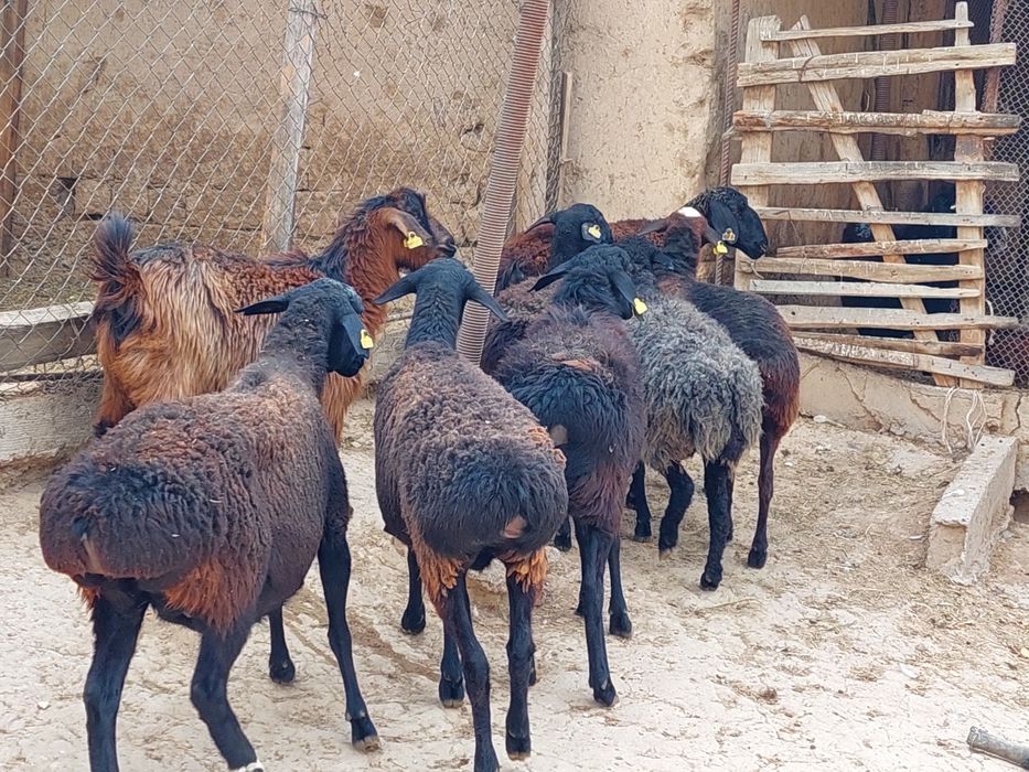Семіз жем жеп тұрған бойдақ қой сатылады.  Сойып береміз.