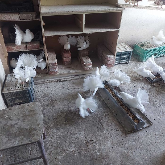 Продавам гълъби финерлии