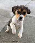 Pui beagle deparazitat si vaccinat