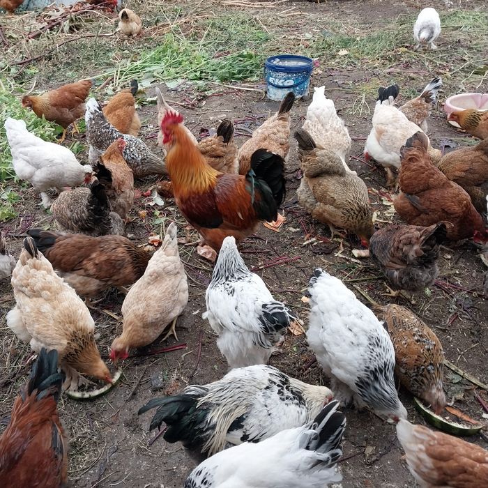 Продам  домашних кур