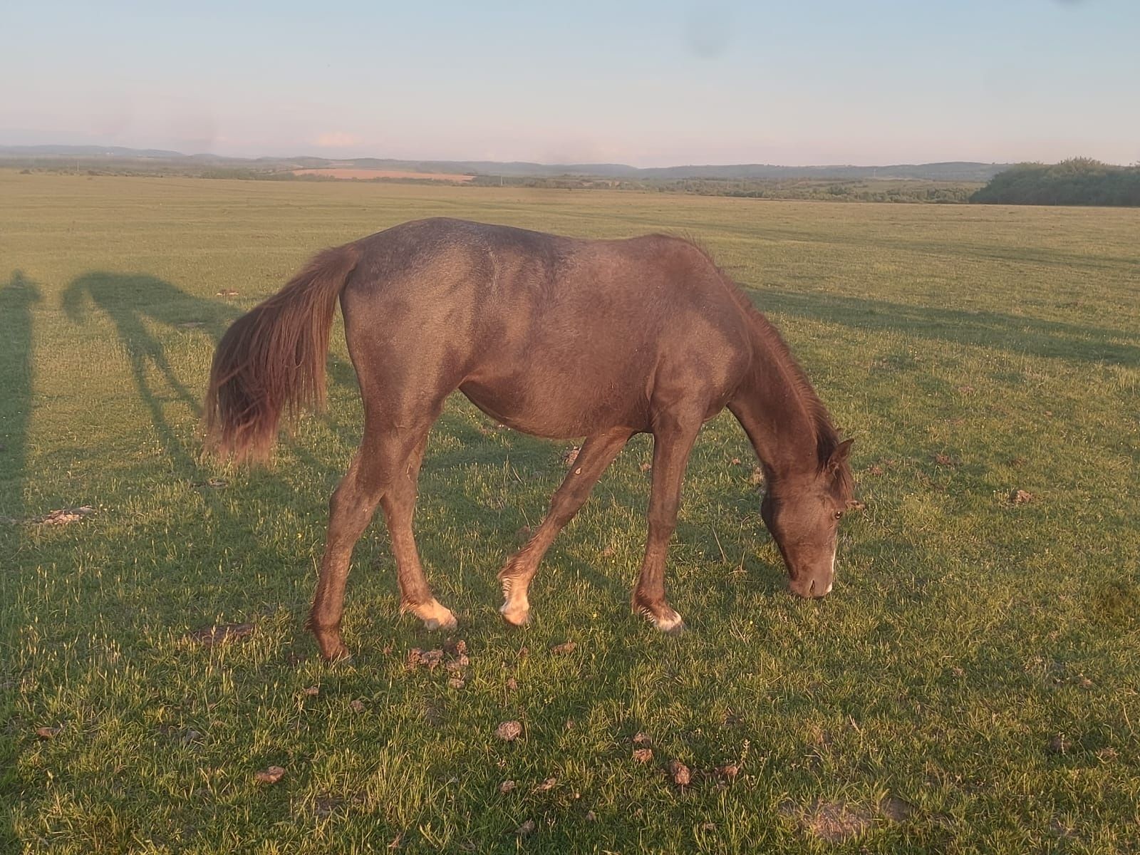 Vand manza de lipitan in varsta de 1 ani de zile cu pedigree sau schim