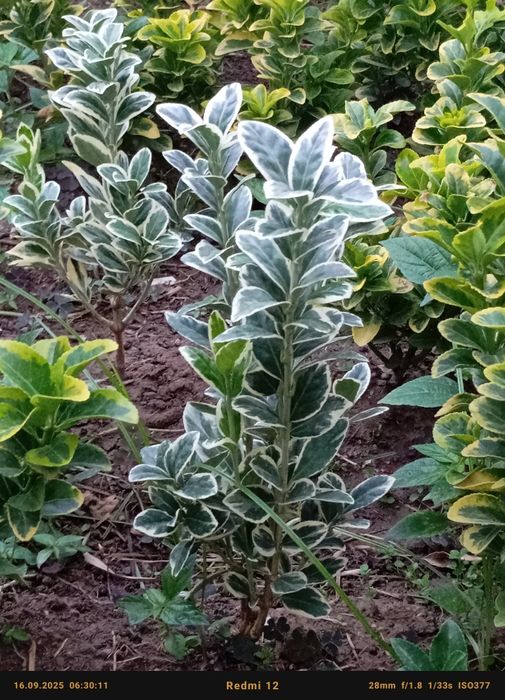 Бересклет номли декоратив кучатлар сотилади оптом олувчилар диккатига