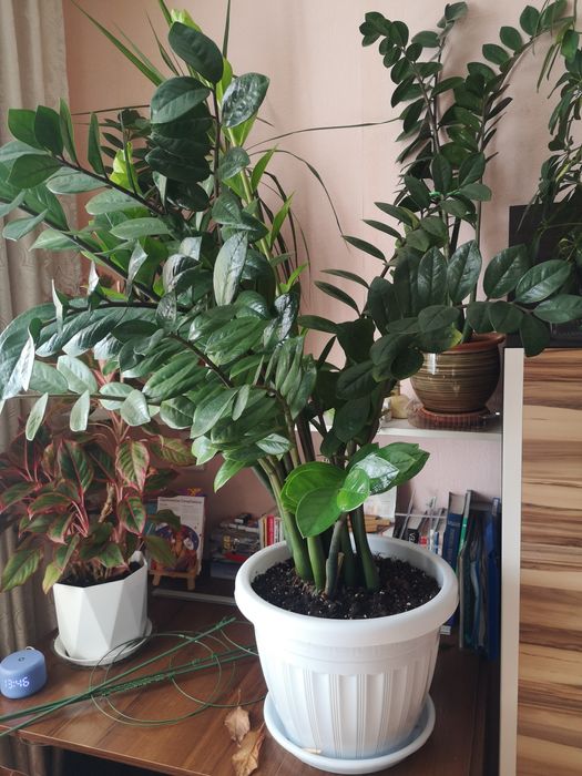 Замиакулькас большой