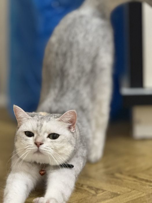 Mushuk sotiladi shinshila