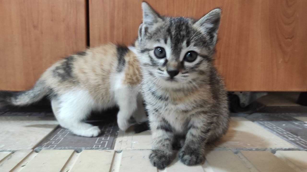 Котята, в хорошие руки даром, 2-3 месяца, непривитые