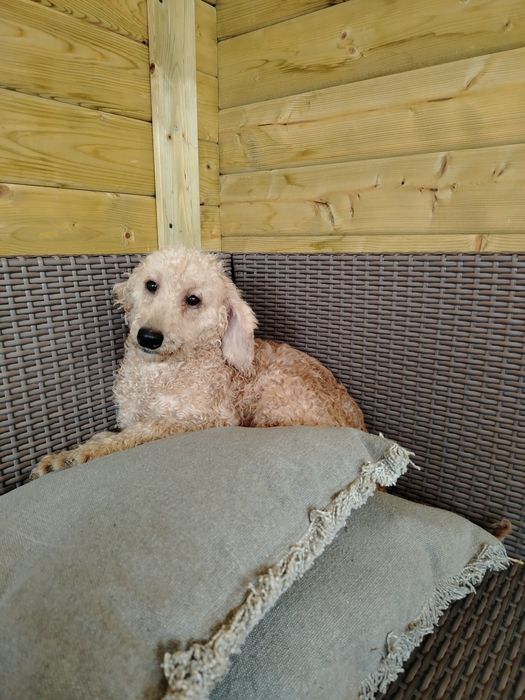 Мини пудел, мини, той