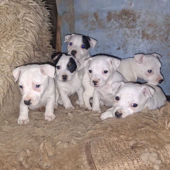 Джак ръсел териер