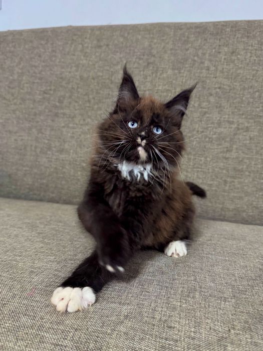 Pisicuta Maine Coon Felisa Autorizata