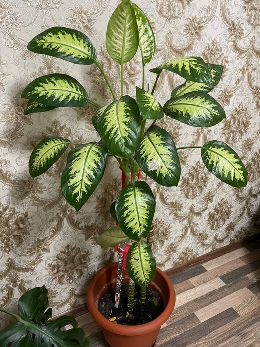 Дифенбахия цветы