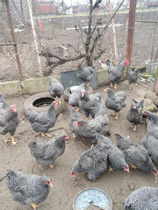 Vand plymouth rock barat