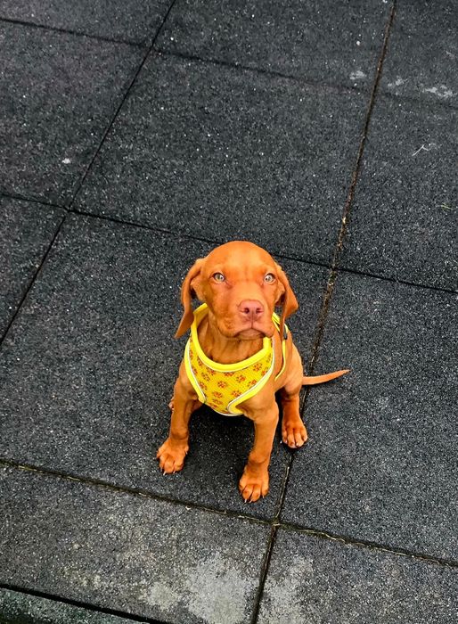 Vând vizsla maghiara
