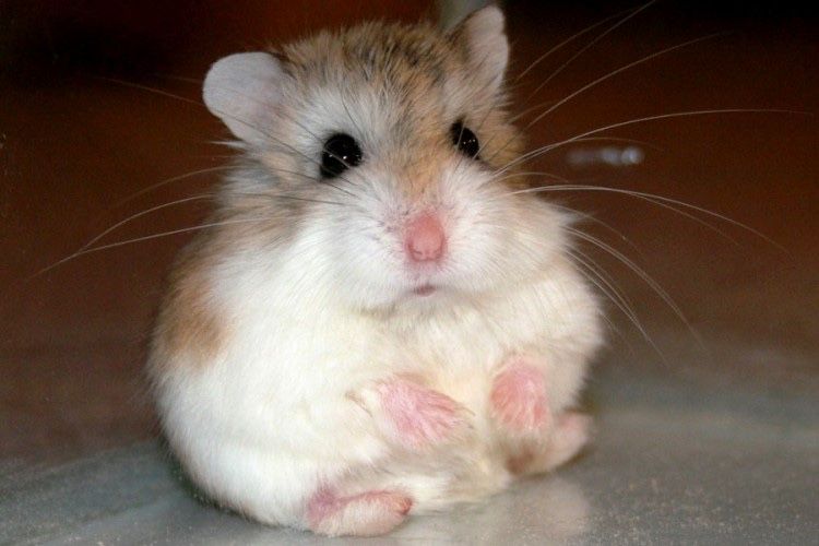 Хомяк, хомяки, хомячки, купить в Астане
