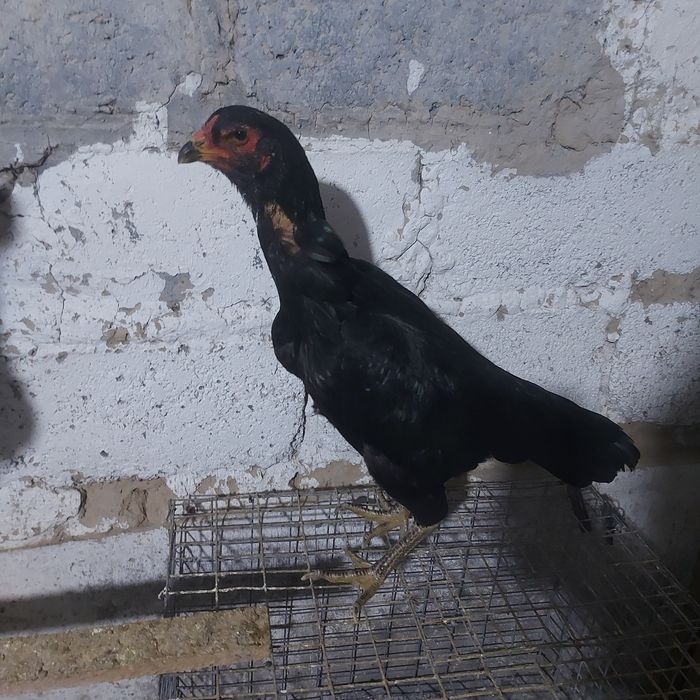 Ветнам курочка 1.5год  Гря корпусник