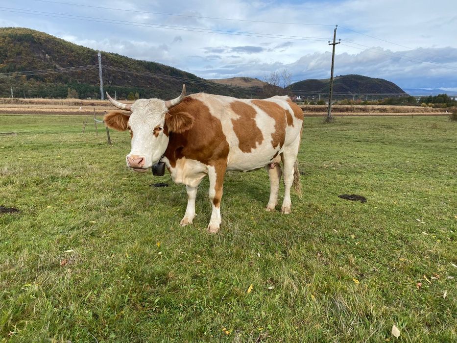 Vacă cu vițea de vînzare